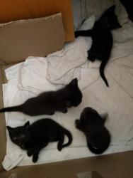 Prodám 4 černá koťata