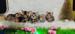 Bengálská kočka - Bengálská koťata (1639685254/5)