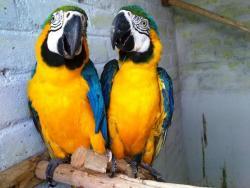 Ručně odchovaní papoušci papoušci papoušci papoušc (1641212881/2)